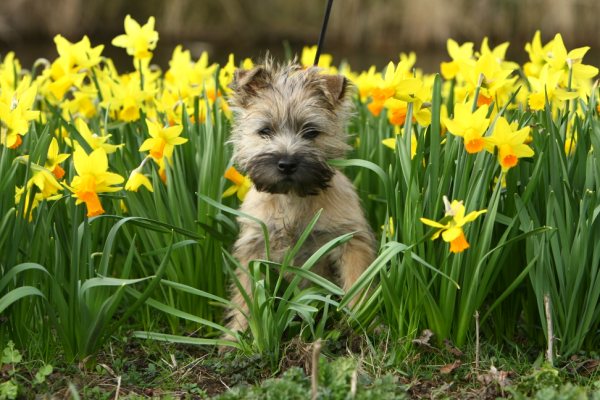 Femke als lente cairn